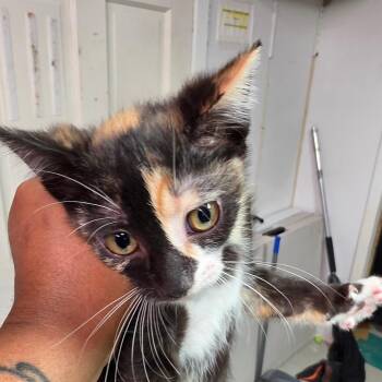Vanny -  Domestic Short Hair Cat for Adoption in Leander, Texas - Vanny | PetCurious