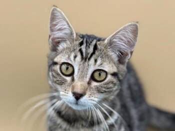 Hartley -  Domestic Short Hair Cat for Adoption in Portland, Oregon - Hartley | PetCurious
