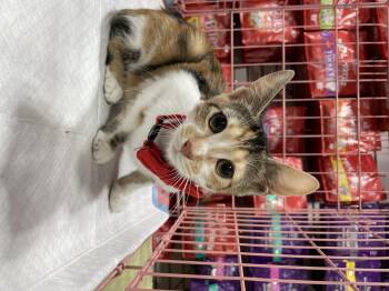Rescue Calico Cats for Adoption - Cali | PetCurious