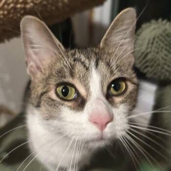 Domestic Short Hair Cats Available for Adoption - Jenga  | PetCurious