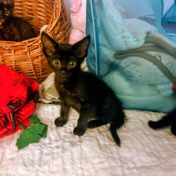 Edwina -  Domestic Short Hair Cat for Adoption in Treasure Island, Florida - Edwina | PetCurious