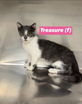 Treasure -  Domestic Short Hair and Russian Blue Cat for Adoption in Montville, New Jersey - Treasure | PetCurious