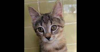 Water Lily (Sock Hop) -  Domestic Short Hair Cat for Adoption in Chicago, Illinois - Water Lily (Sock Hop) | PetCurious
