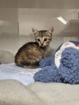 Phoenix -  Domestic Short Hair Cat for Adoption in Gastonia, North Carolina - Phoenix | PetCurious