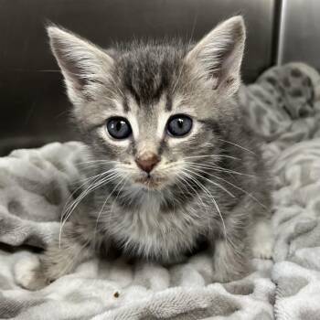 Nyan Cat -  Domestic Short Hair Cat for Adoption in Palm Springs, California - Nyan Cat | PetCurious