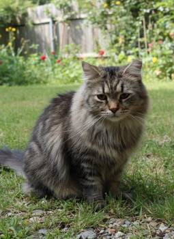 Rescue Maine Coon Cats for Adoption in Quincy, Ohio - Duncan | PetCurious
