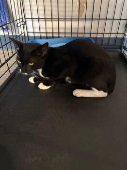 Fuzzball -  Domestic Short Hair Cat for Adoption in Wauchula, Florida - Fuzzball | PetCurious