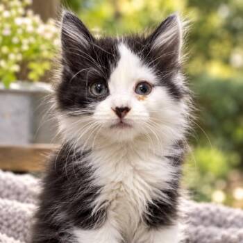 Briar -  Domestic Long Hair Cat for Adoption in Quincy, Ohio - Briar | PetCurious