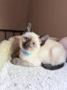Mike Believe -  Domestic Short Hair Cat for Adoption in Saint Charles, Missouri - Mike Believe | PetCurious