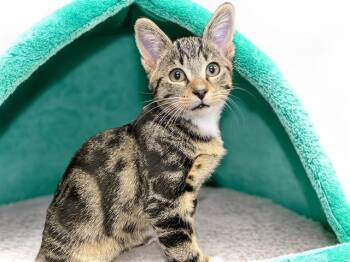 LEW -  Domestic Short Hair Cat for Adoption in Fort Lauderdale, Florida - LEW | PetCurious