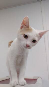 Merimas -  Domestic Short Hair Cat for Adoption in Corpus Christi, Texas - Merimas | PetCurious
