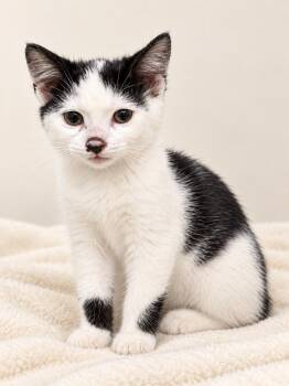 Dotty (with Calvin) -  Domestic Short Hair Cat for Adoption in Hickory, North Carolina - Dotty (with Calvin) | PetCurious