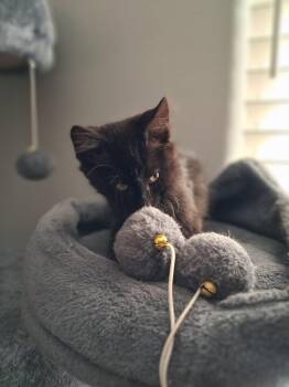Fable -  Domestic Medium Hair Cat for Adoption in San Diego, California - Fable | PetCurious