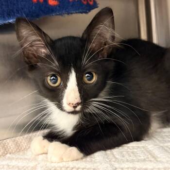 Good n Plenty -  Domestic Medium Hair Cat for Adoption in West Palm Beach, Florida - Good N Plenty | PetCurious