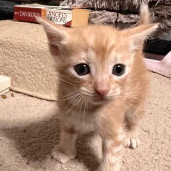 Domestic Short Hair Cats Available for Adoption in Boerne, Texas - Blarney | PetCurious