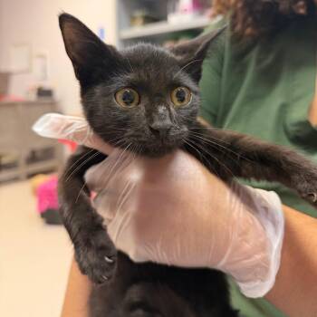 Nakito -  Domestic Short Hair Cat for Adoption in Newark, New Jersey - Nakito | PetCurious