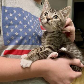Mayhem- Best friends with Chaos -  Domestic Short Hair Cat for Adoption in West Jefferson, Ohio - Mayhem- Best Friends With Chaos | PetCurious