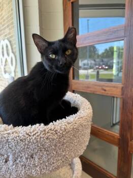 Domestic Short Hair Cats Available for Adoption in Dalton, Georgia - Stevie | PetCurious