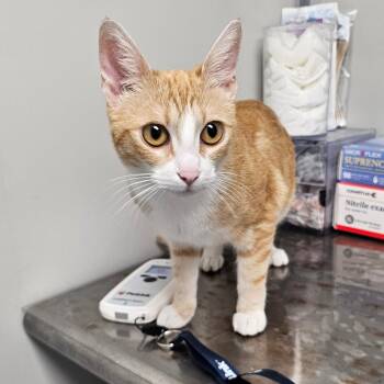 Domestic Short Hair Cats Available for Adoption - Daphne | PetCurious