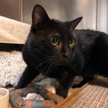 Domestic Short Hair Cats Available for Adoption in South Burlington, Vermont - Poutine | PetCurious