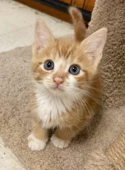 Pumpkin -  Domestic Short Hair Cat for Adoption in Monson, Massachusetts - Pumpkin | PetCurious