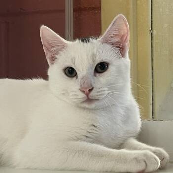 Rescue Domestic Short Hair Cats for Adoption in Peconic, New York - Maple | PetCurious