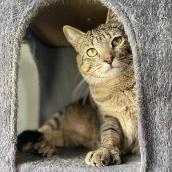Pearl -  Domestic Short Hair Cat Available for Adoption in Columbus, Ohio - Pearl | PetCurious