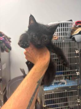 Atticus -  Domestic Short Hair Cat for Adoption in Republic, Missouri - Atticus | PetCurious