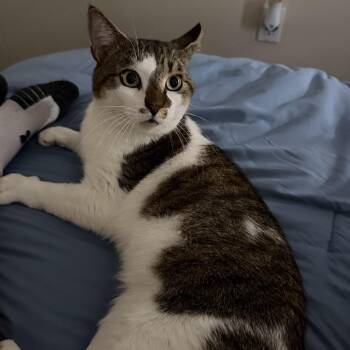 Simon -  American Shorthair Cat for Adoption in Medford, Massachusetts - Simon | PetCurious