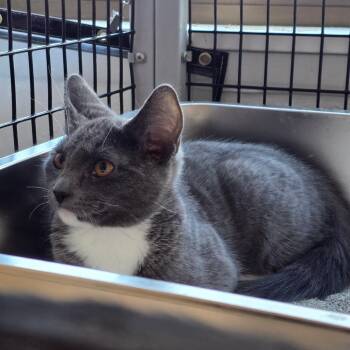 Trinity -  Domestic Short Hair Cat for Adoption in Belfair, Washington - Trinity | PetCurious