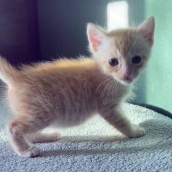 Aries -  Domestic Short Hair Cat for Adoption in Long Beach, California - Aries | PetCurious