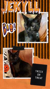 Jekyll -  Domestic Short Hair Cat for Adoption in Pasco, Washington - Jekyll | PetCurious