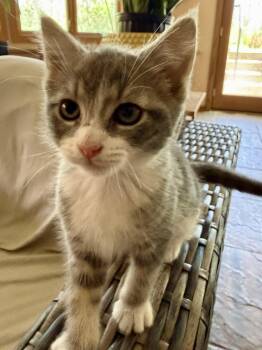 Domestic Short Hair Cats Available for Adoption in Lemont, Illinois - Turbo | PetCurious