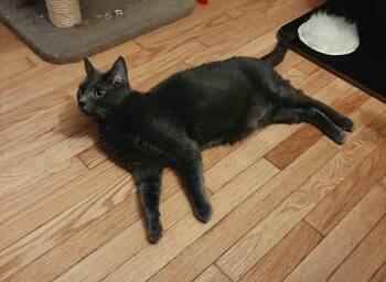 Reza -  Domestic Short Hair Cat Available for Adoption in Berkeley Heights, New Jersey - Reza | PetCurious