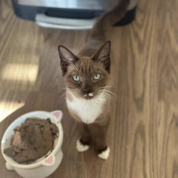 Rotini -  Domestic Short Hair Cat for Adoption in Port Richey, Florida - Rotini | PetCurious