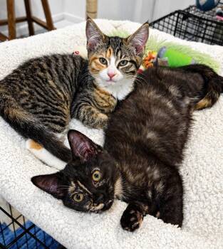 Hooter -  Domestic Short Hair Cat for Adoption in Broomall, Pennsylvania - Hooter | PetCurious