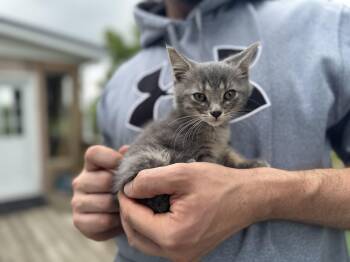 Rescue Domestic Short Hair Cats for Adoption in Gradyville, Kentucky - Myst | PetCurious