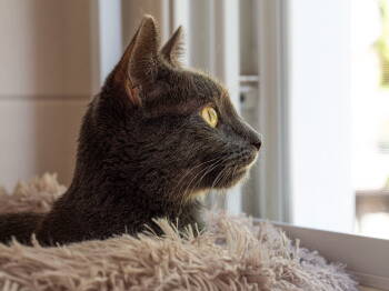 Rescue Domestic Short Hair Cats for Adoption in Northfield, Ohio - ANNIE | PetCurious