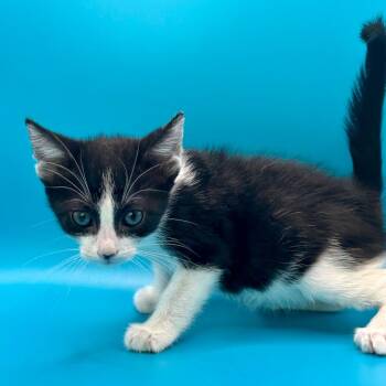 Domestic Short Hair Cats Available for Adoption in Los Angeles, California - Yabba | PetCurious