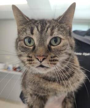 Petunia -  Domestic Short Hair Cat for Adoption in Lafayette, Indiana - Petunia | PetCurious