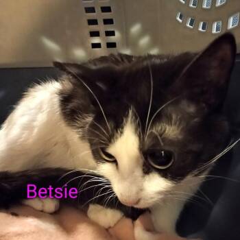 Betsie -  Domestic Short Hair Cat for Adoption in Grand Rapids, Minnesota - Betsie | PetCurious