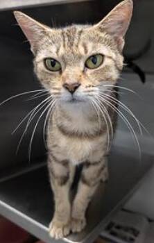 Gypsy -  Domestic Short Hair Cat for Adoption in Herndon, Virginia - Gypsy | PetCurious