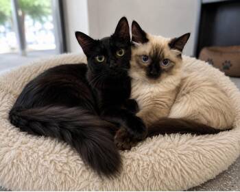FLO and PEARL Napa -  Siamese and Persian Cat for Adoption in Napa, California - FLO And PEARL Napa | PetCurious