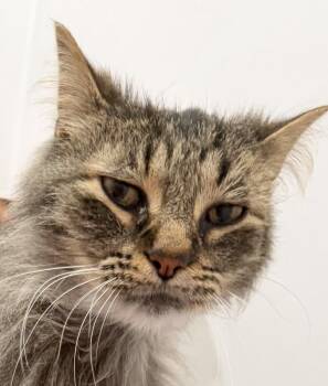 Ren -  Domestic Medium Hair Cat for Adoption in Sault Ste. Marie, Michigan - Ren | PetCurious