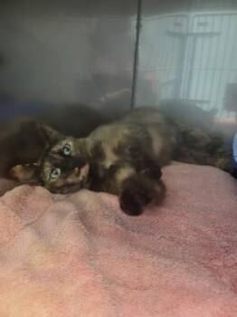 Helana -  Domestic Short Hair Cat for Adoption in Fishers, Indiana - Helana | PetCurious