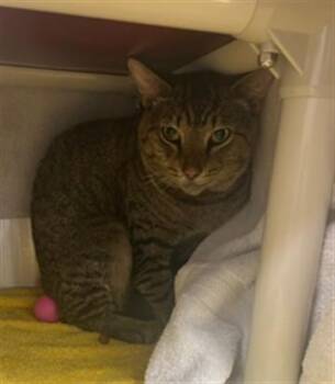 ELISEO -  Domestic Short Hair Cat for Adoption in Derwood, Maryland - ELISEO | PetCurious