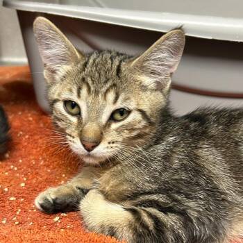 Corio -  Domestic Short Hair Cat for Adoption in Seattle, Washington - Corio | PetCurious