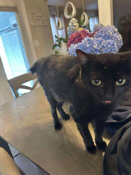 Rescue American Shorthair Cats for Adoption in Virginia Beach, Virginia - Bear | PetCurious