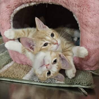 Cormac the Lyan -  Domestic Short Hair Cat for Adoption in Cumming, Georgia - Cormac The Lyan | PetCurious