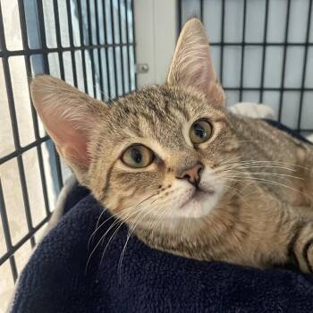 Migdalia -  Domestic Short Hair Cat for Adoption in Chicago, Illinois - Migdalia | PetCurious